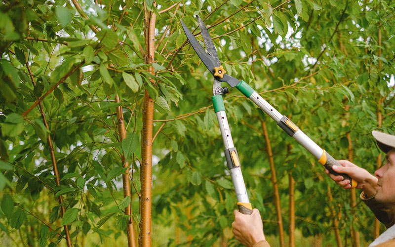 Tree trimming in Galena, AK
